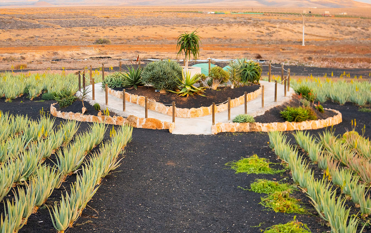 Aloe Vera Fuerteventura